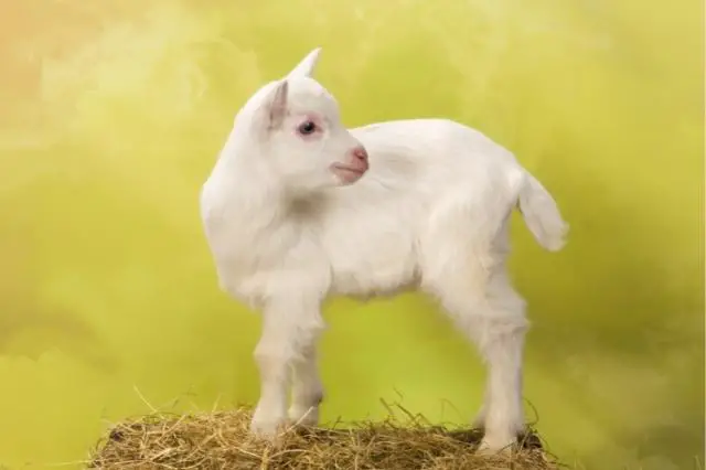 Best  Baby Goat Captions for Instagram