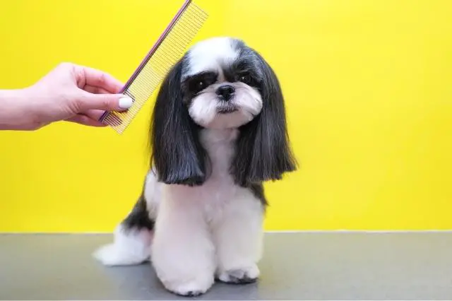 Dog Haircut Instagram Captions for Girl